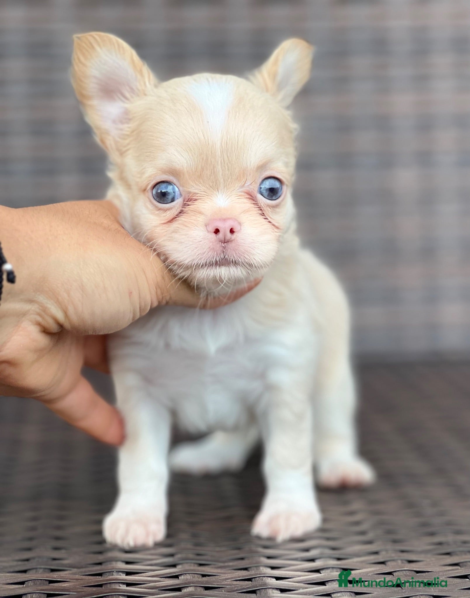 Chihuahua perros PRECIOSO MACHITO CREMA Y BLANCO DE PELO LARGO  - Anuncio 10