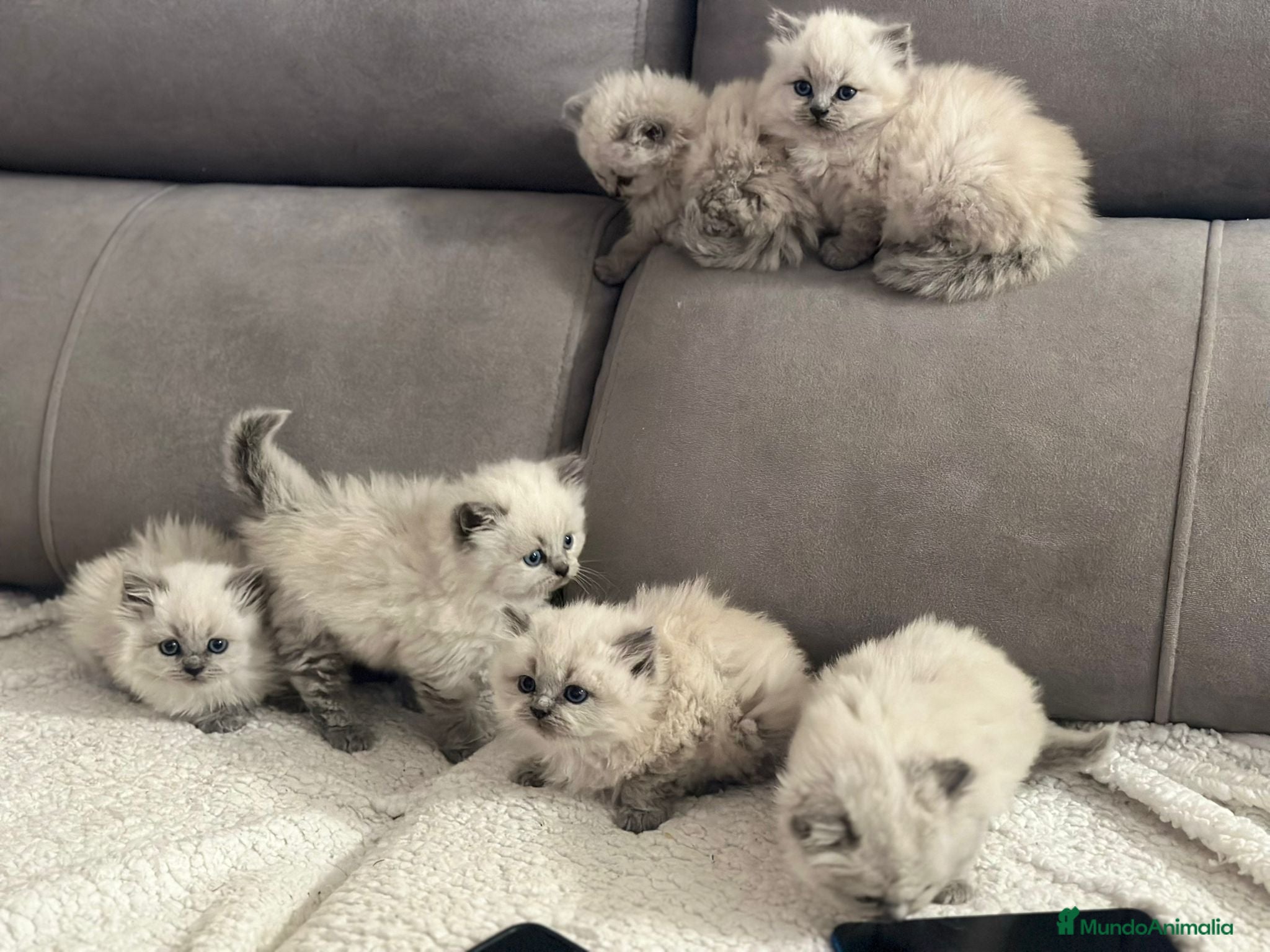 Sagrado de Birmania gatos Sagrados de Birmania  - Anuncio 1
