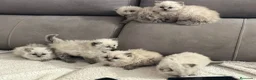Sagrado de Birmania gatos en venta: Sagrados de Birmania  - Anuncio 1