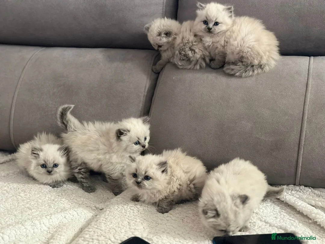 Sagrado de Birmania gatos en venta: Sagrados de Birmania  - Anuncio 1
