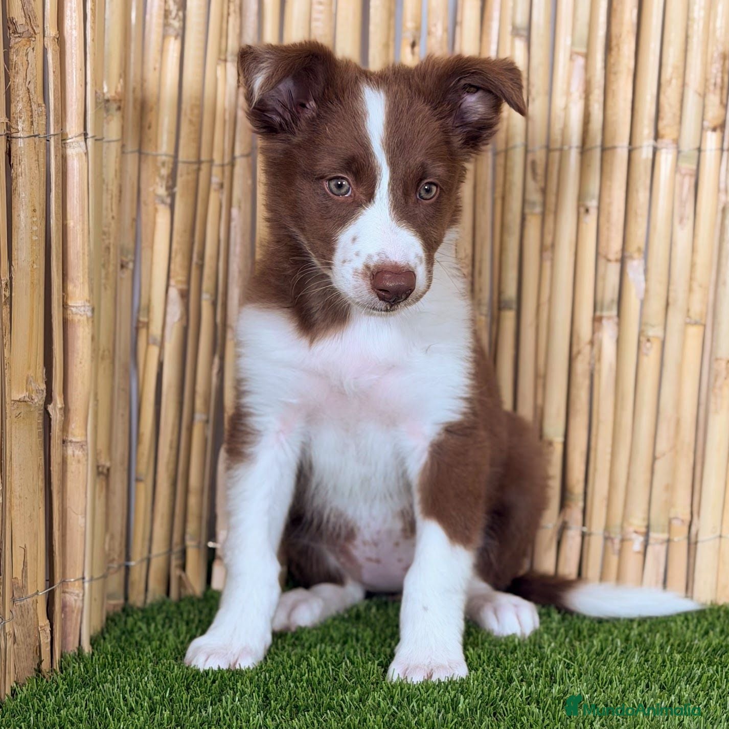 Border Collie perros BORDER COLLIE - Anuncio 2