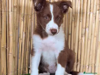 Border Collie perros BORDER COLLIE - Anuncio 1