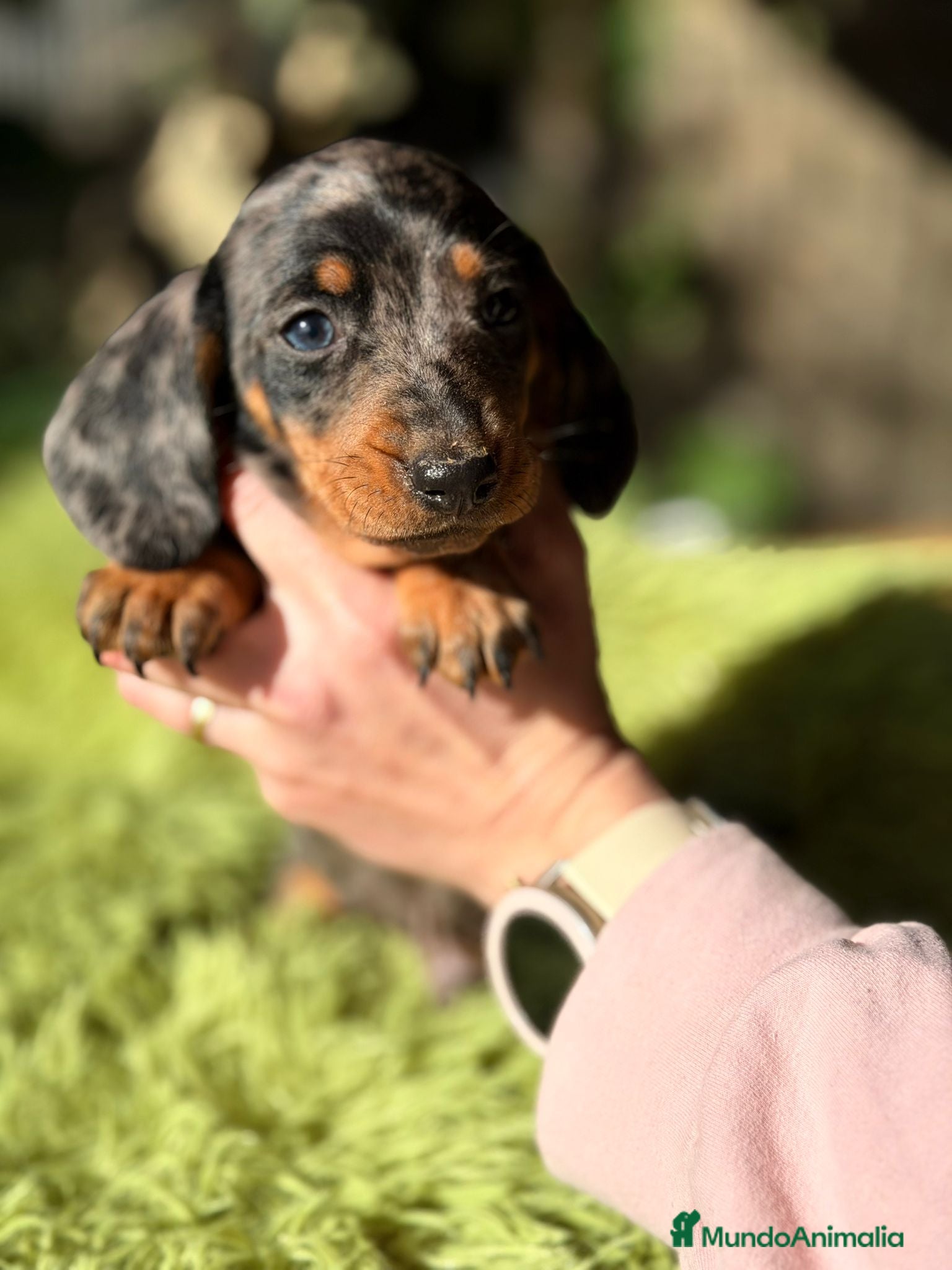 Teckel Miniatura perros TECKEL ARLEQUIN MACHO - Anuncio 2