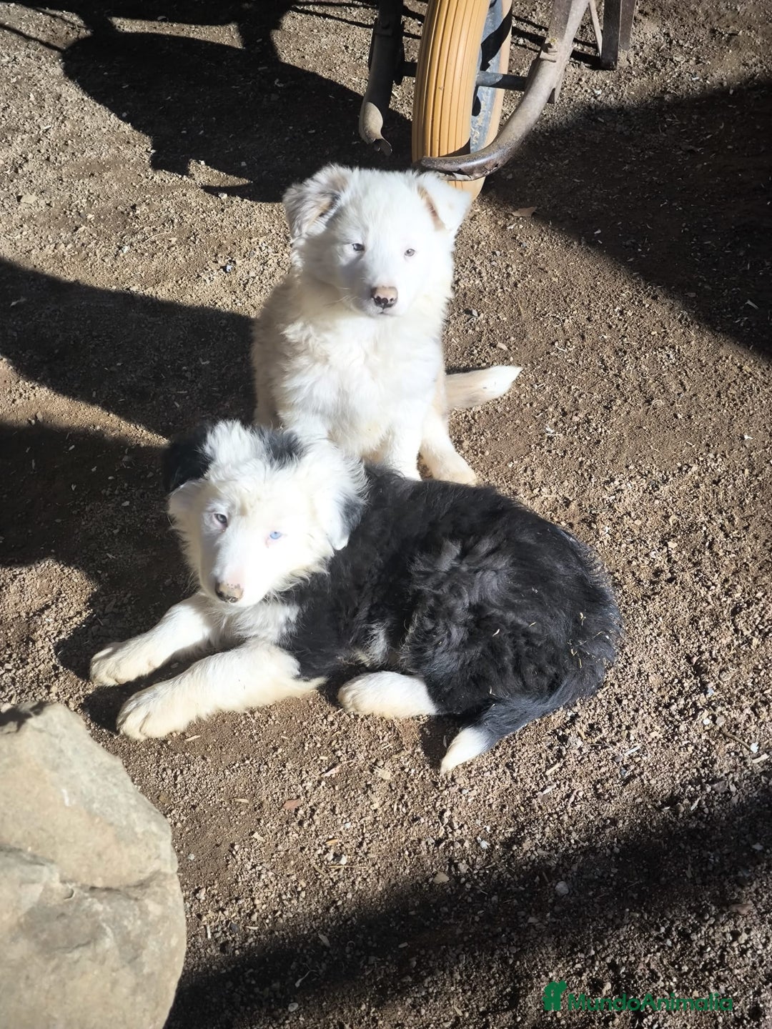 Border Collie perros en venta: Cachorros border collie ojos azules  - Anuncio 5