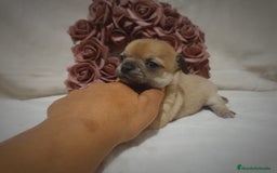 Chihuahua perros en venta: Chiguagua - Imagen 10