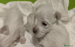 Bichón Maltés perros en venta: Bichón Maltés Toy  - Imagen 6