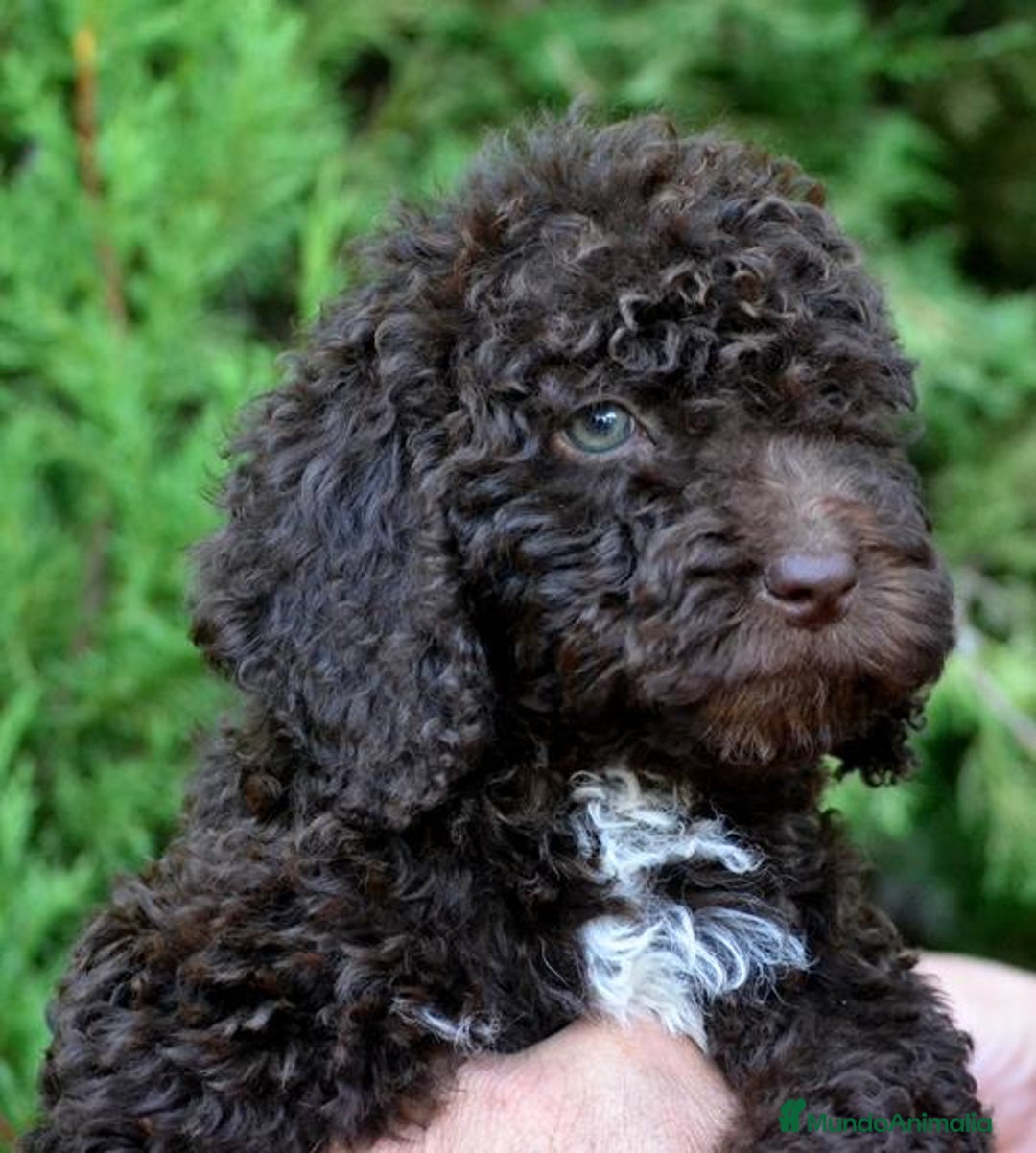 Perro de Agua Español perros en venta: Cachorros perro de agua español - Imagen 24