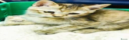 Raza Mixta gatos en venta: Gatitas comunes - Anuncio 2