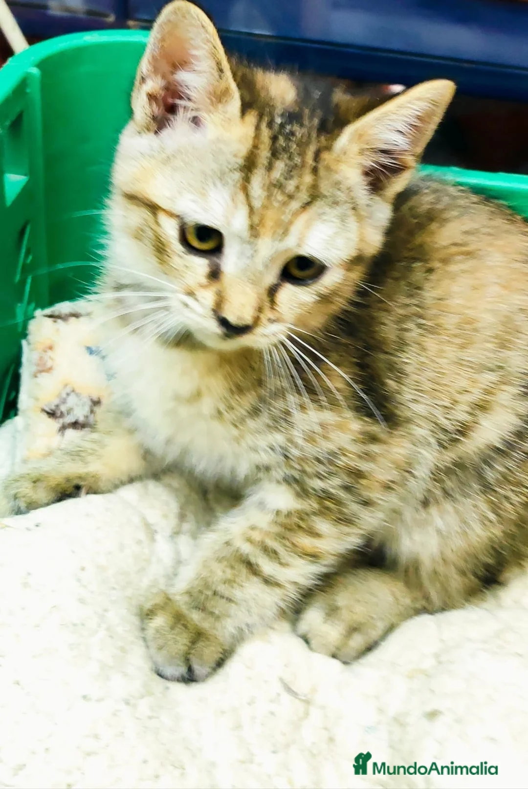 Raza Mixta gatos en venta: Gatitas comunes - Anuncio 2