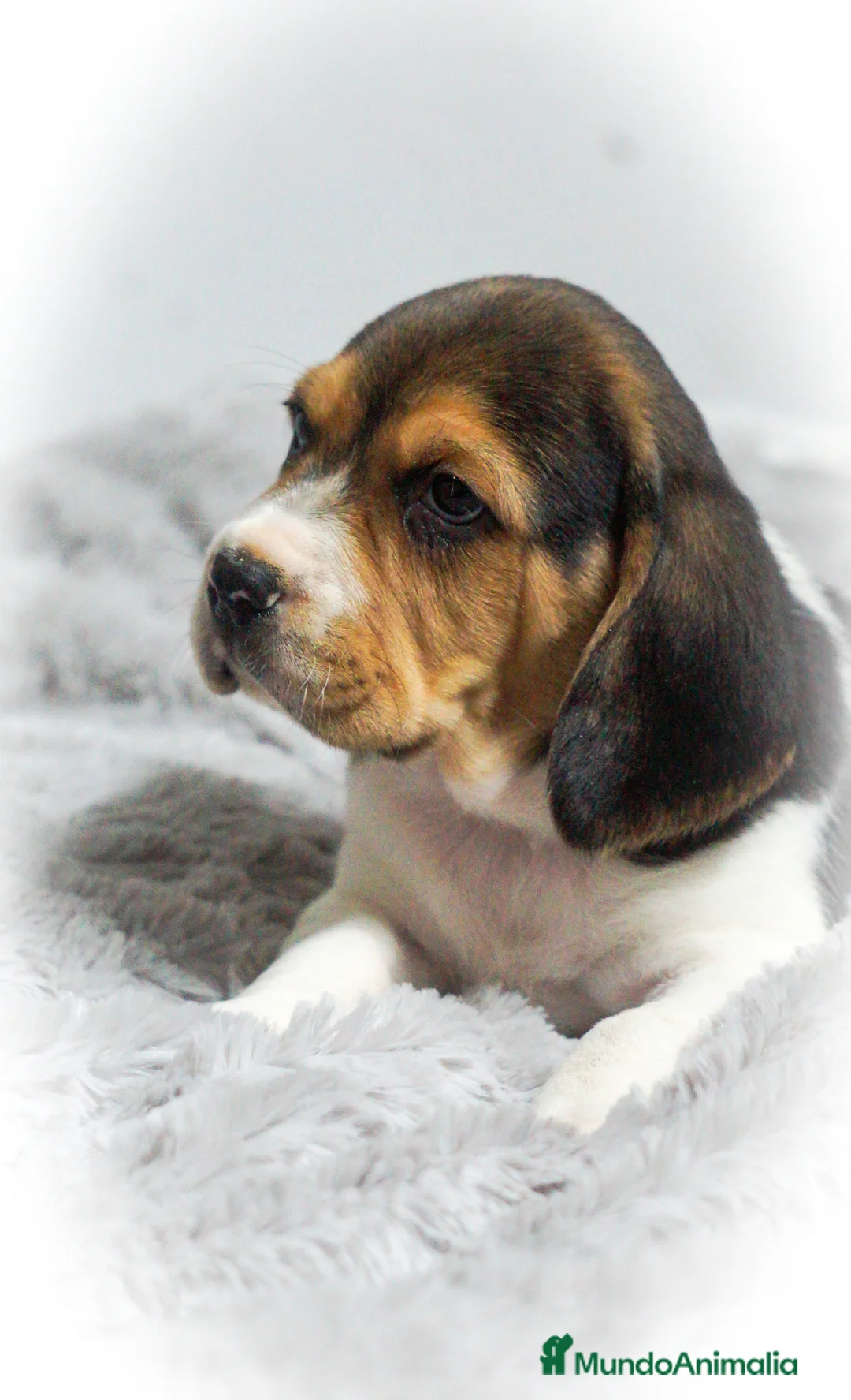 Imagen de galería {{count}}