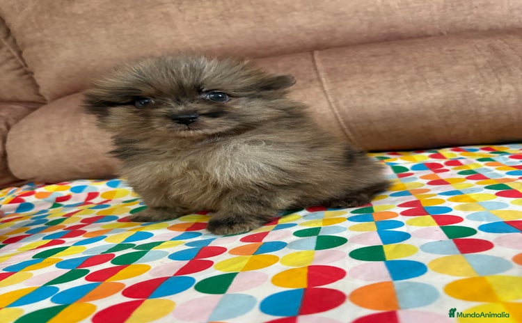 Pomerania perros - Anuncio 1