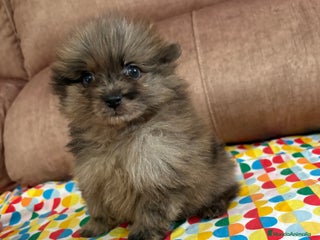 Pomerania perros - Anuncio 31