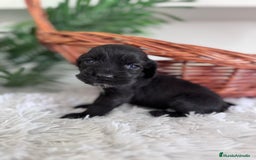 Cocker Spaniel Inglés perros en venta: COCKER SPANIEL INGLES - Imagen 5