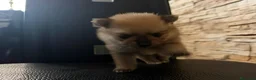Pomerania perros en venta: Pomerania toy - Anuncio 2