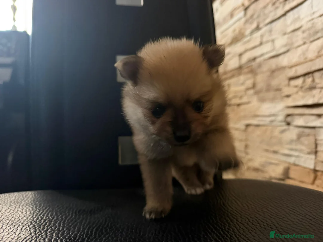 Pomerania perros en venta: Pomerania toy - Anuncio 2