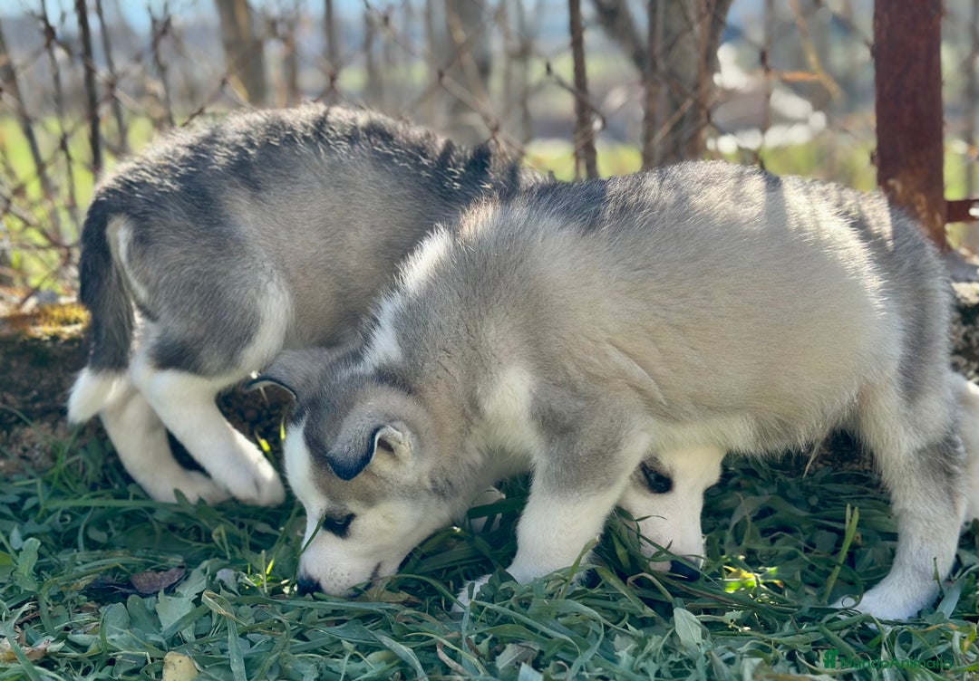 Husky Siberiano perros en venta: HUSKY GRIS OJOS AZULES NACIONAL en Barcelona - Imagen 3
