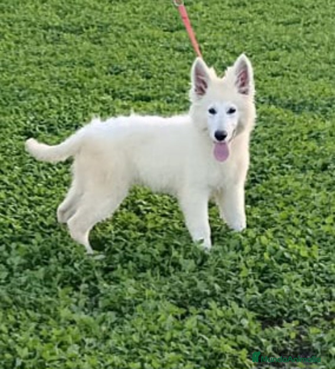 Pastor Blanco Suizo perros en venta: Pastor Blanco Suizo  - Anuncio 3