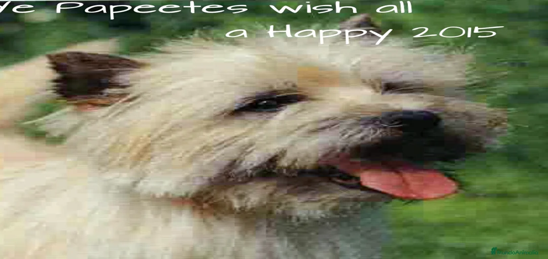 Imagen de galería {{count}}