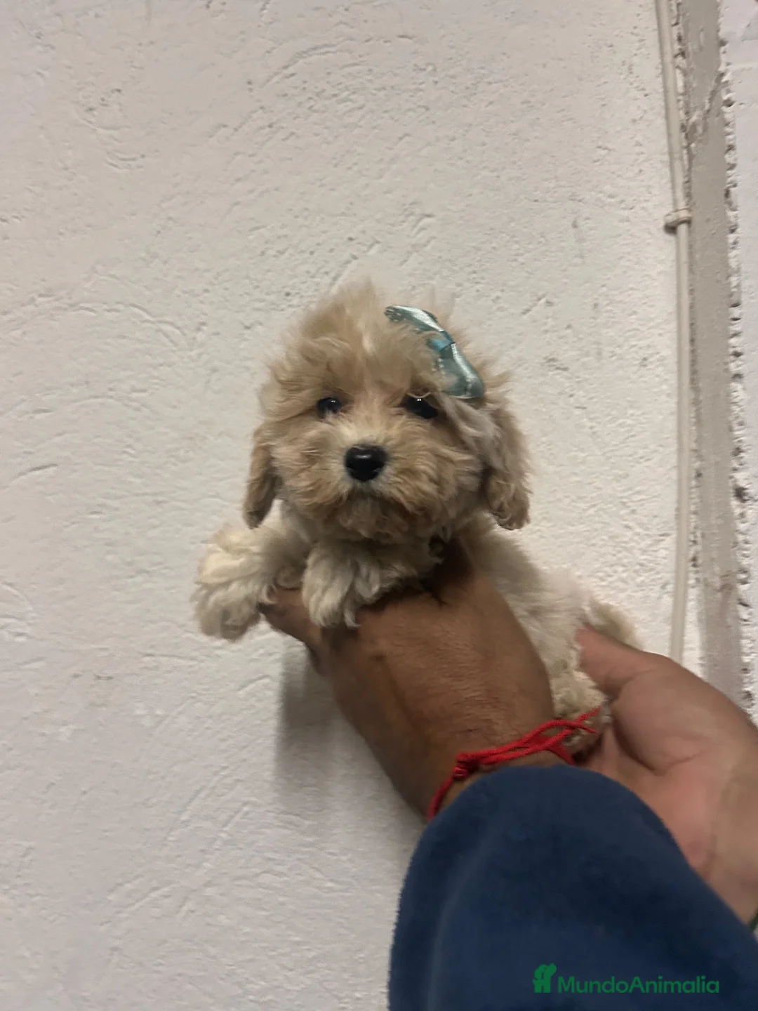 Maltipoo perros en venta: Maltipoo 628789235 - Anuncio 4