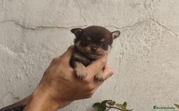 Chihuahua perros en venta: Cachorros de chihuahua - Imagen 1