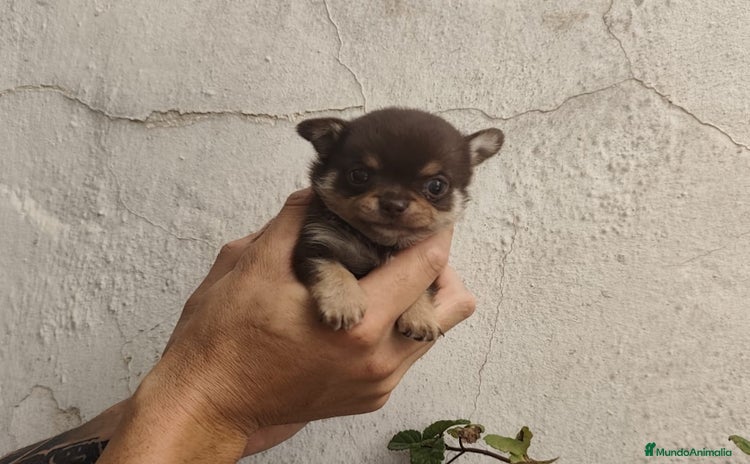 Chihuahua perros - Propaganda 3