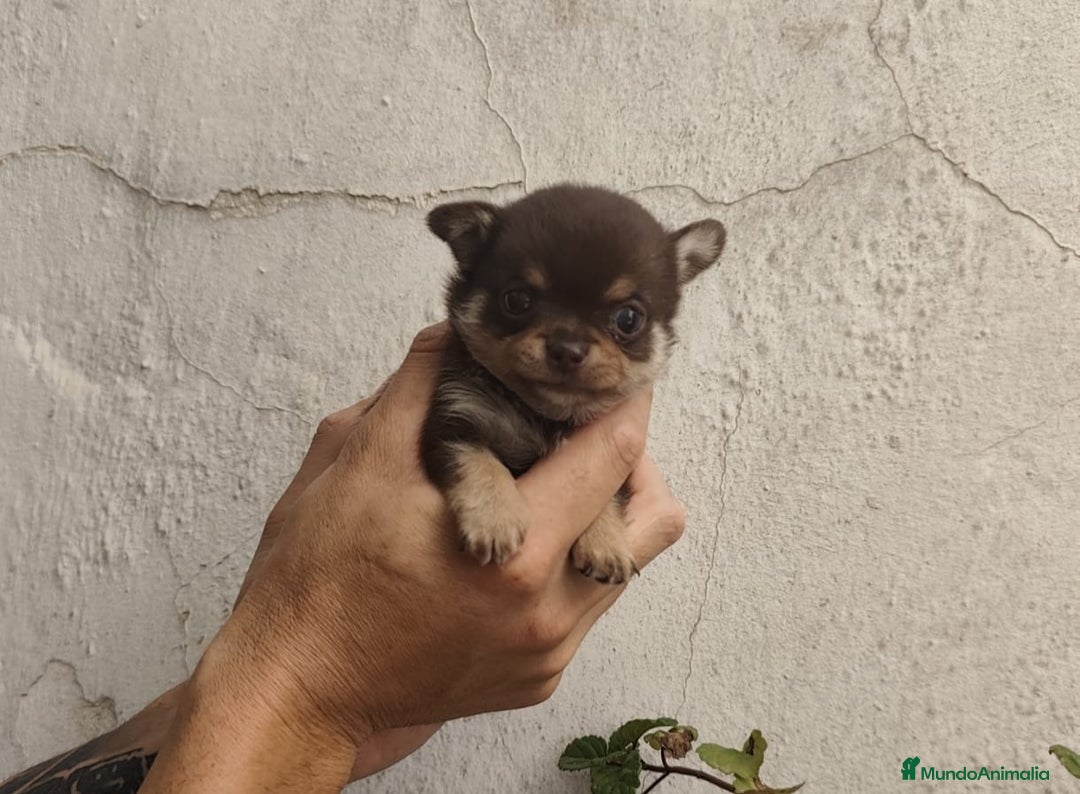Chihuahua perros en venta: Cachorros de chihuahua - Imagen 1