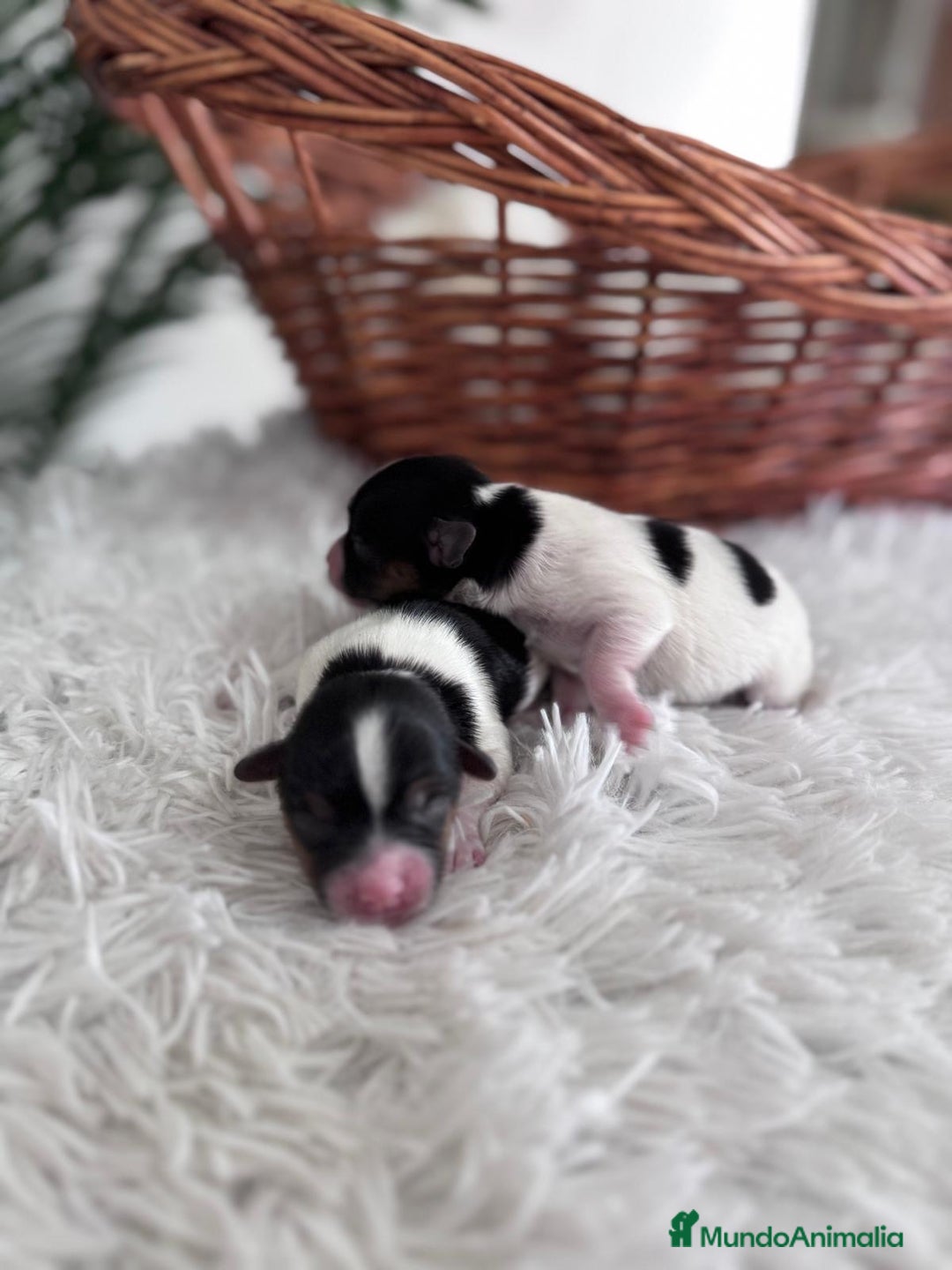 Yorkshire Terrier perros en venta: YORKSHIRE TERRIER BIEWER - Imagen 20