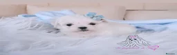 Bichón Maltés perros en venta: Bichon maltes coreano miniatura  - Anuncio 4