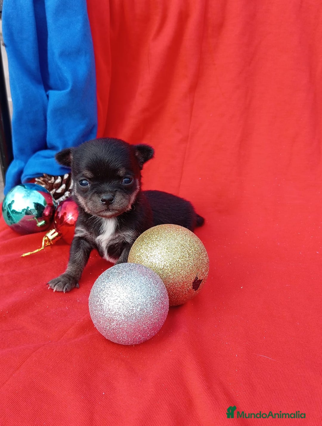 Chihuahua perros en venta: PRECIOSA CHIHUAHUA CABEZA DE MANZANA  - Anuncio 2