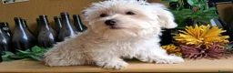 Bichón Maltés perros en venta: Bichón Maltés Americano - Anuncio 4