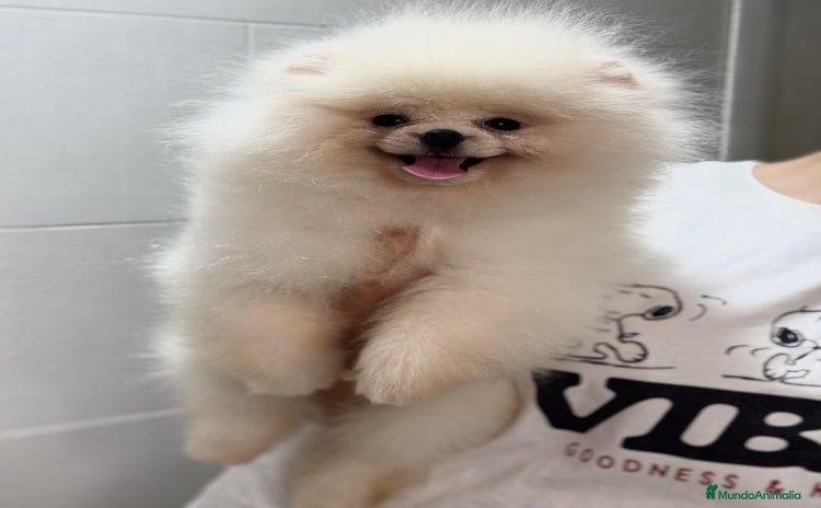 Pomerania perros - Anuncio 3