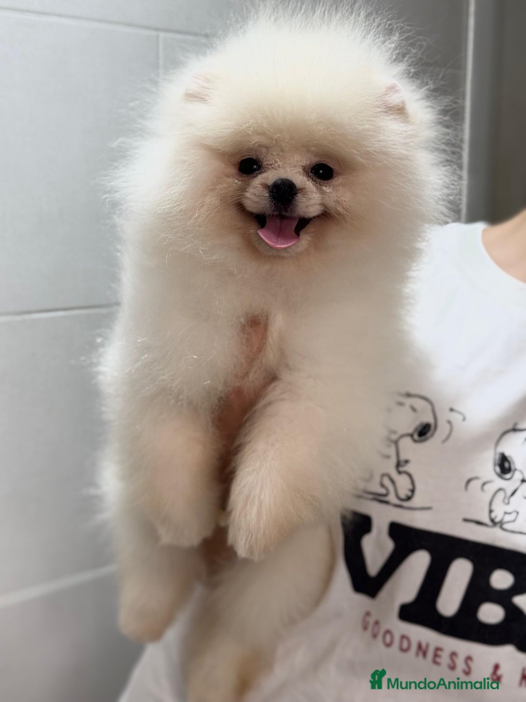 Pomerania perros en venta: Pomerania auténtico 5meses  - Imagen 1