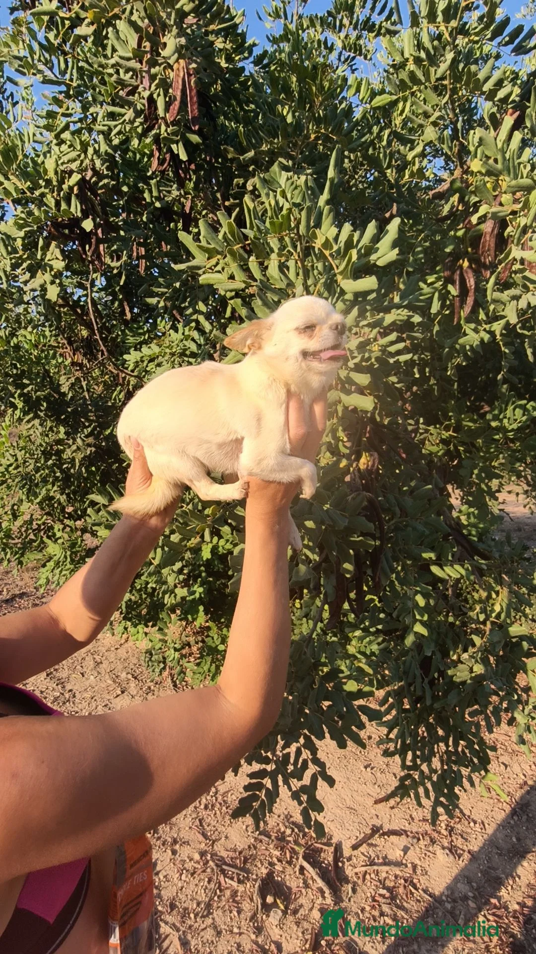 Chihuahua perros en venta: Chihuahua Toy adulta - Anuncio 6