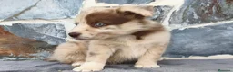 Raza Mixta perros en venta: BORDERPOM (BORDER COLLIE + POMERANIA) - Anuncio 2