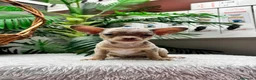 Chihuahua perros en venta: CHIHUAHUA HEMBRA MERLE - Anuncio 4