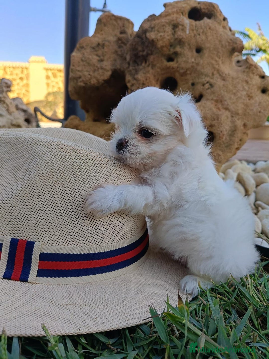 Bichón Maltés perros en venta: CAMADA DE BEBE BICHON MALTES - Imagen 2