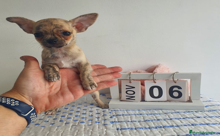 Chihuahua perros - Anuncio 1