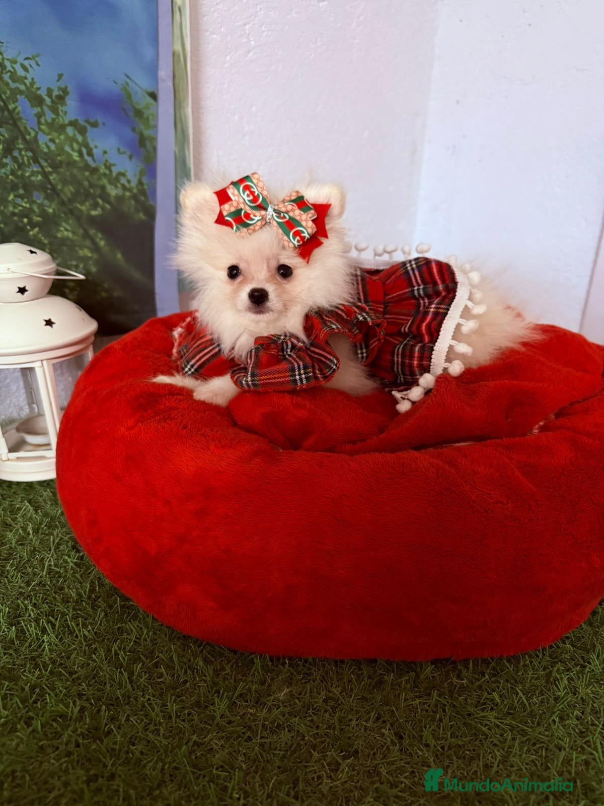 Pomerania perros Pomeranias toy - Anuncio 35