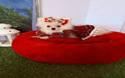 Pomerania perros en venta: Pomeranias toy - Imagen 1