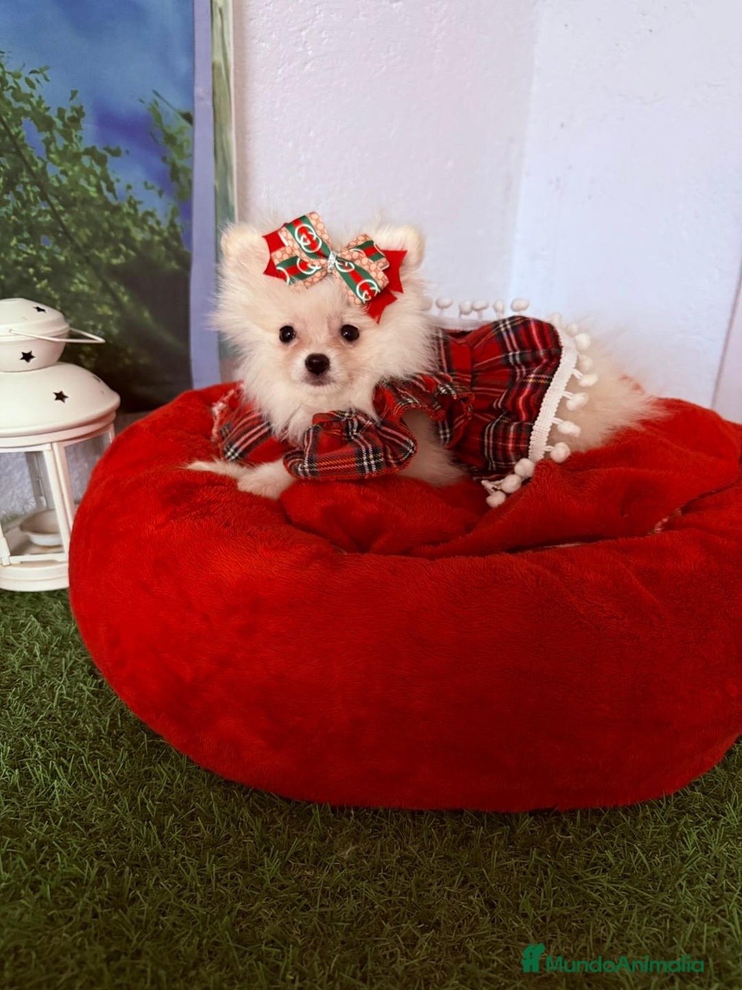 Pomerania perros en venta: Pomeranias toy - Imagen 1