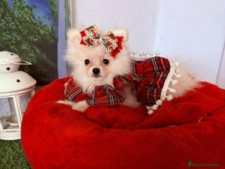 Pomerania perros - Anuncio 20