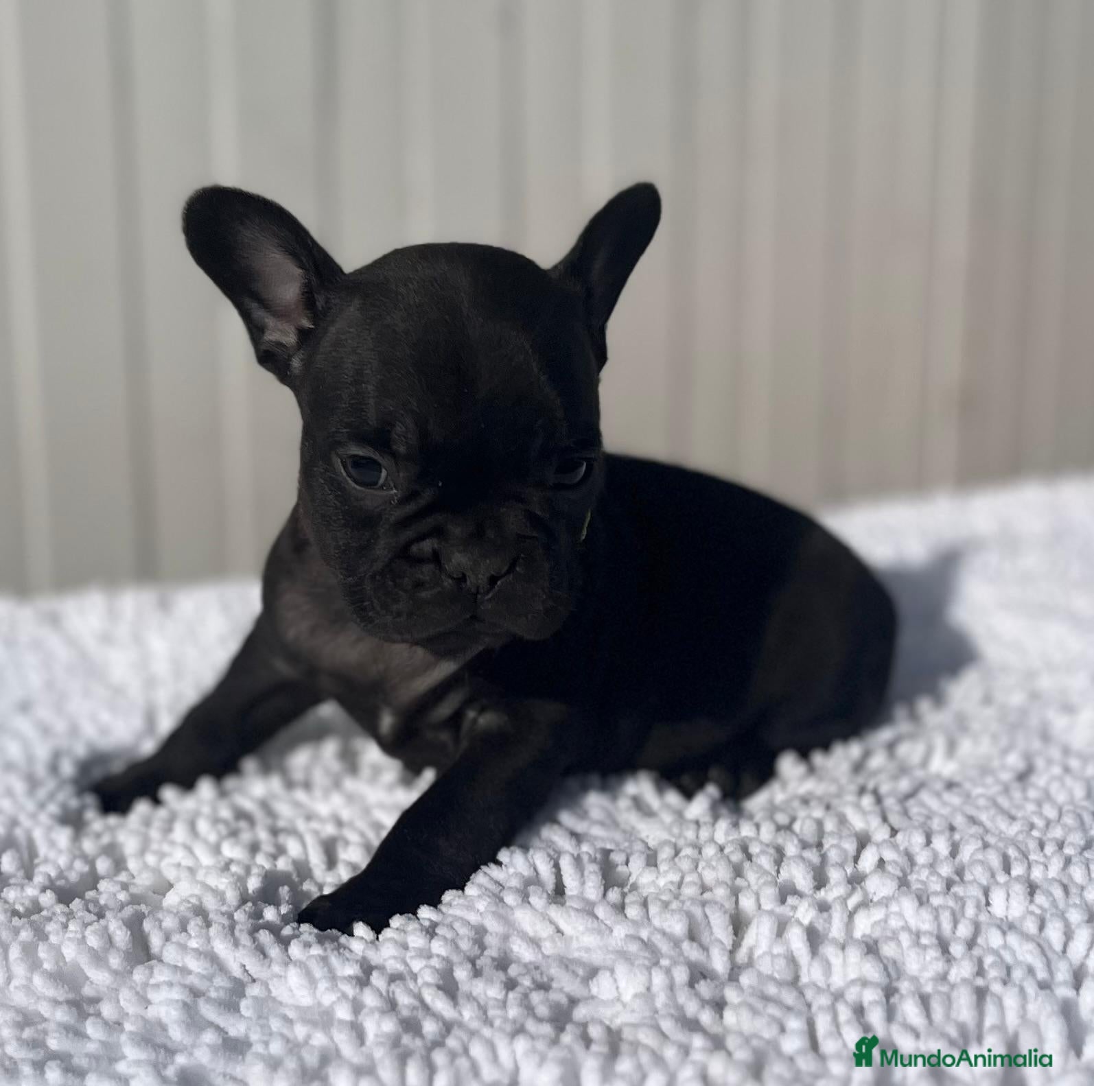 Bulldog Francés perros Cachorro de Bulldog frances macho negro  - Anuncio 3