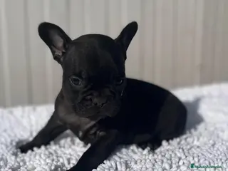 Bulldog Francés perros Cachorro de Bulldog frances macho negro - Anuncio 32