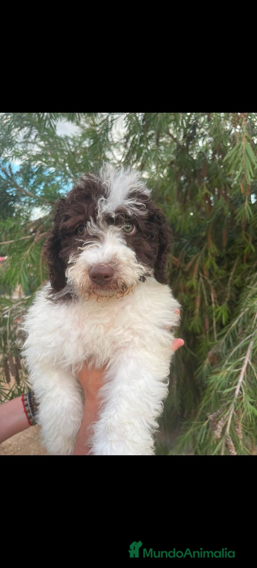 Perro de Agua Español perros en venta: Perros de aguas de calidad  - Anuncio 3