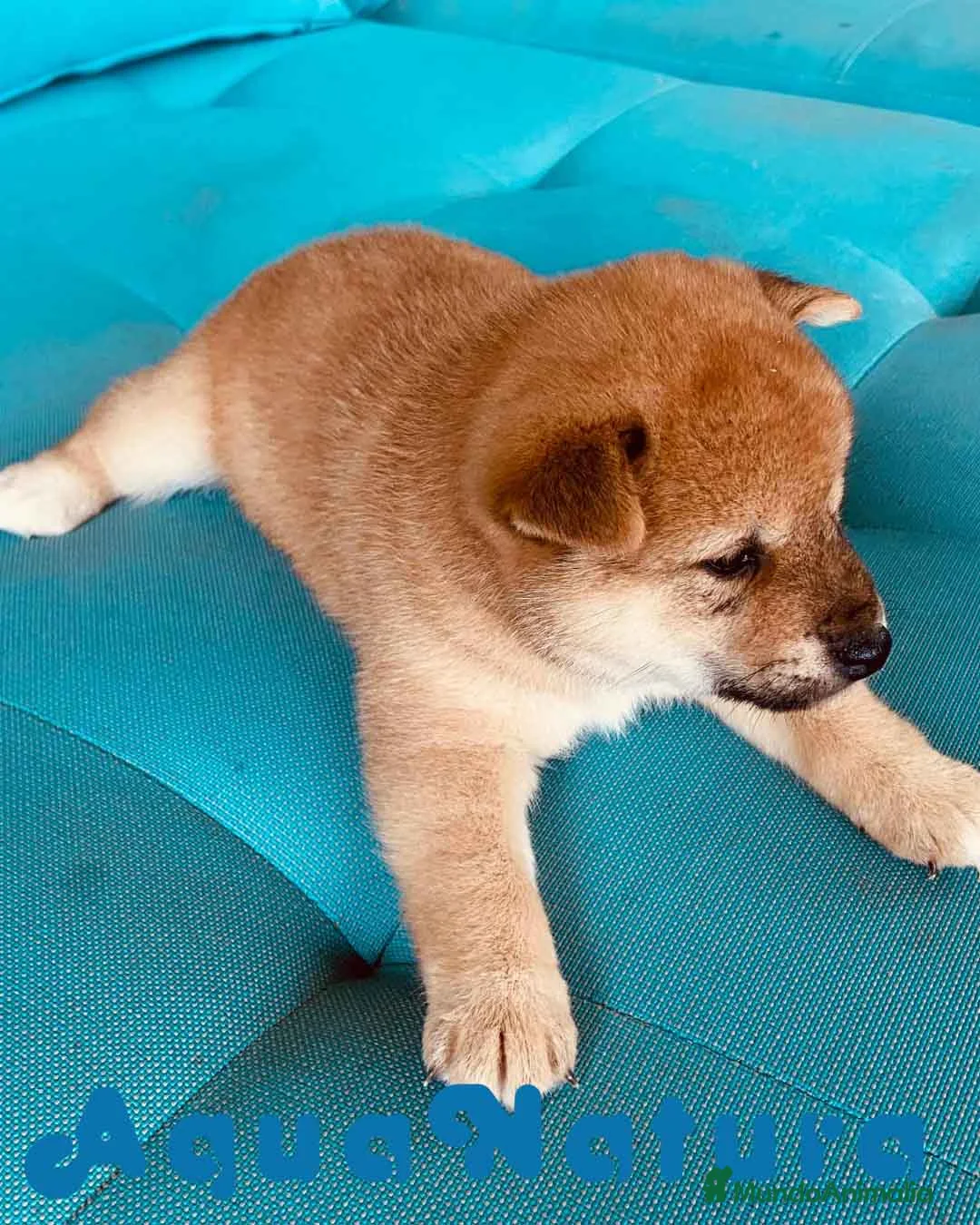 Shiba Inu perros en venta: Shiba Inu Hembra 3 de Magy - AQUANATURA en Barcelona - Anuncio 7