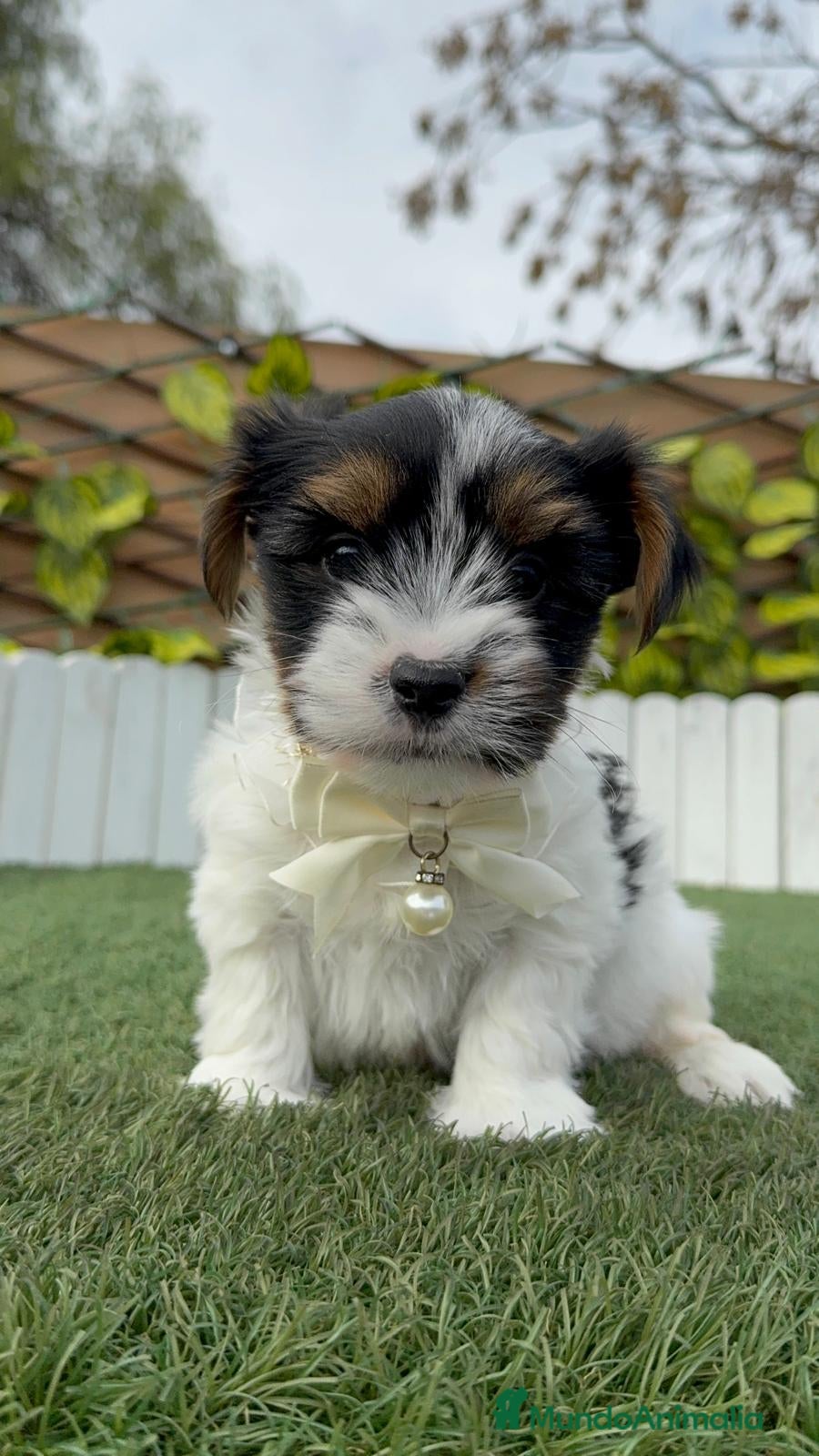 Yorkshire Terrier perros YORKSHIRE BIEWER - Anuncio 1