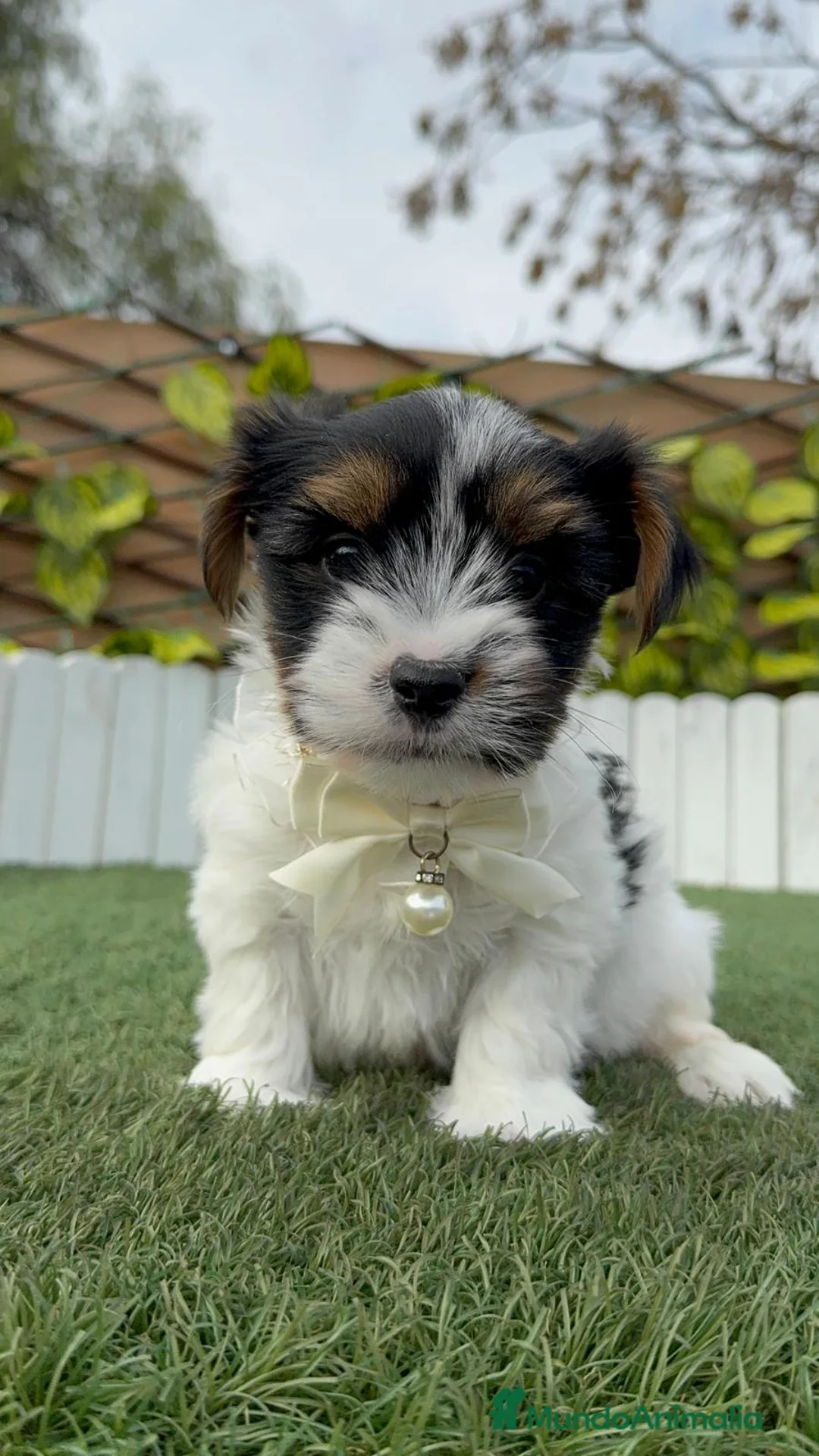 Yorkshire Terrier perros en venta: YORKSHIRE BIEWER - Anuncio 1