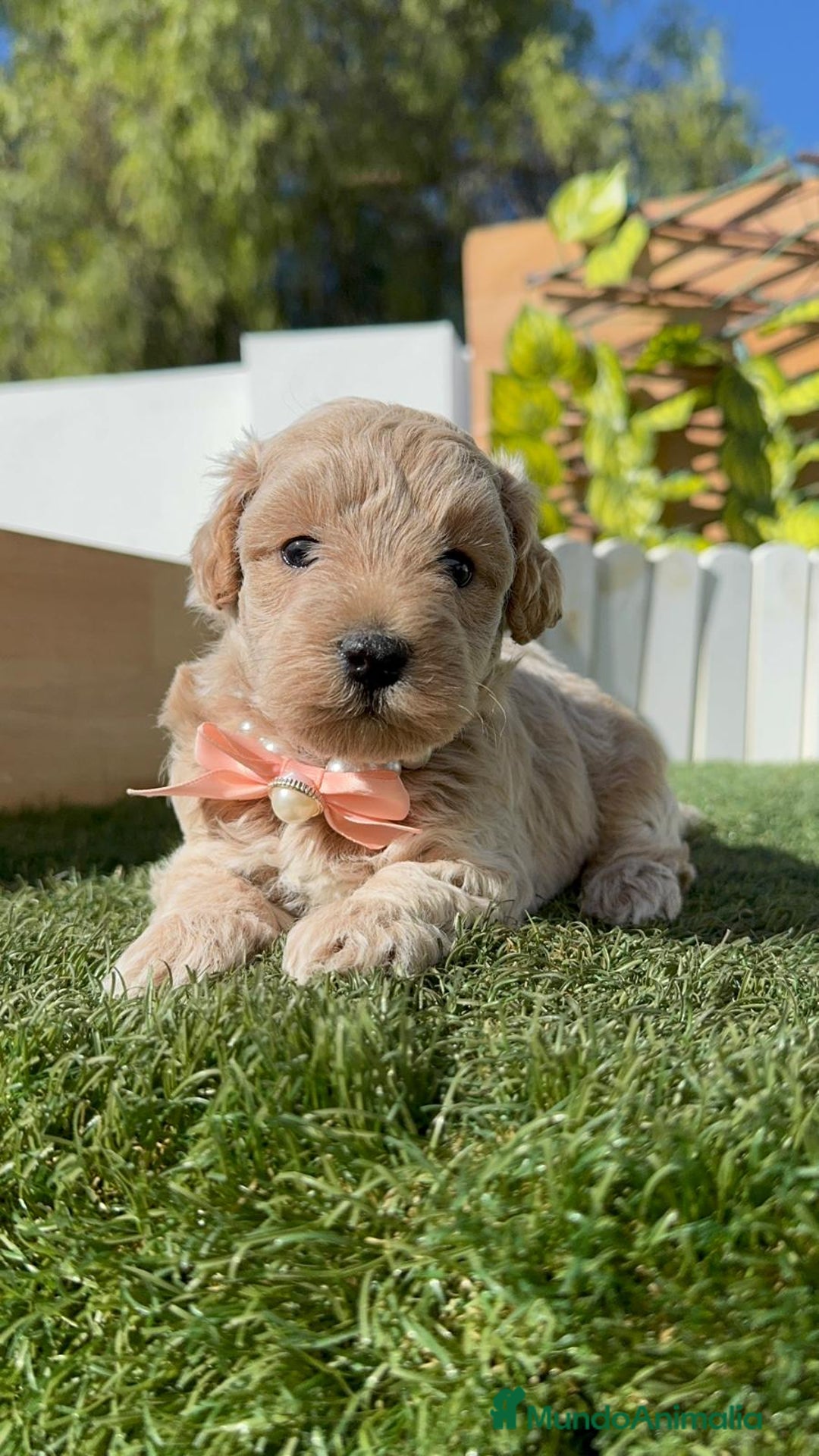 Maltipoo perros en venta: MALTIPOO HEMBRA - Imagen 20