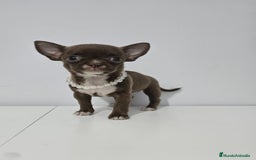 Chihuahua perros en venta: CHIHUAHUA HEMBRA - Imagen 3