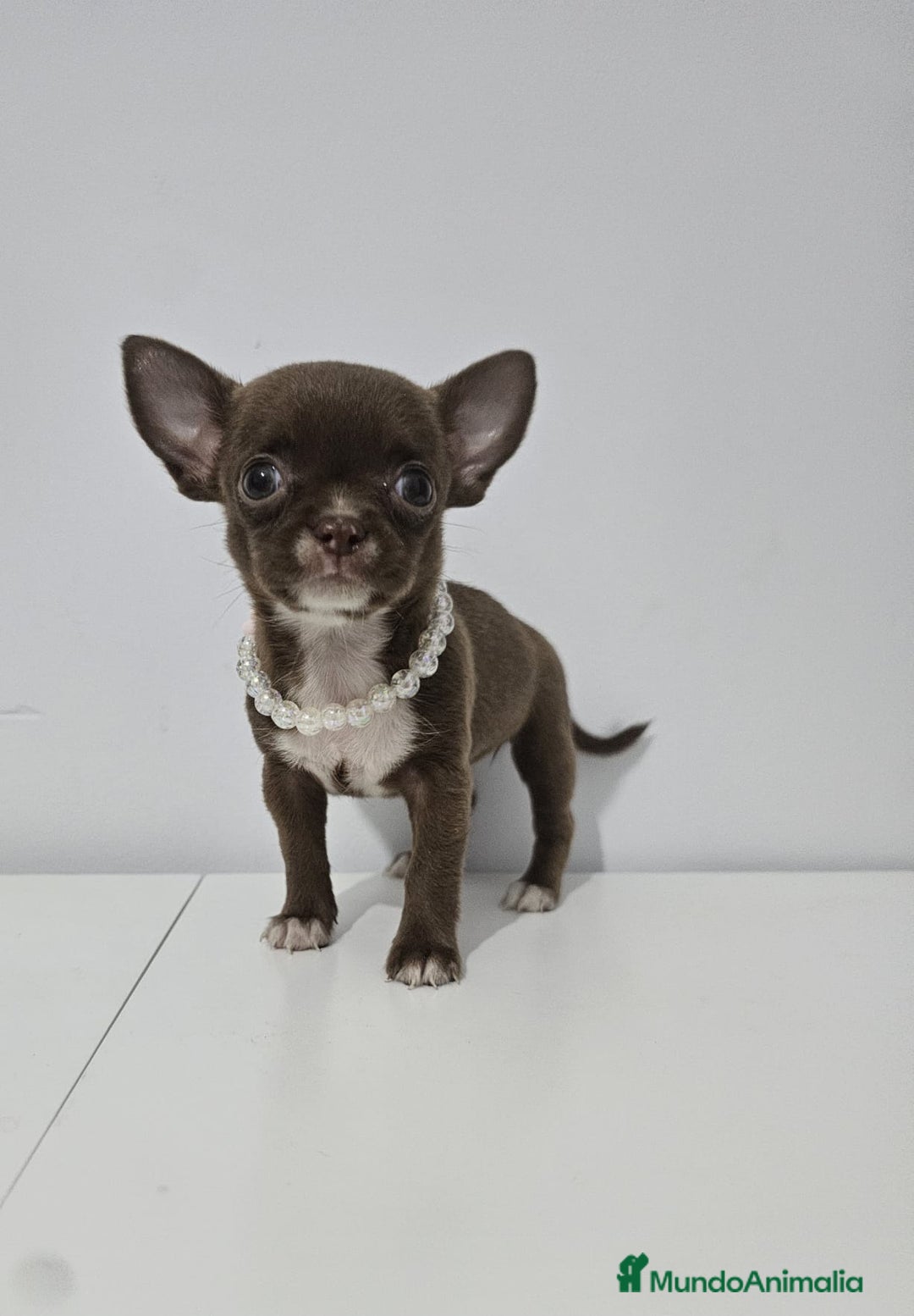 Chihuahua perros en venta: CHIHUAHUA HEMBRA - Imagen 3